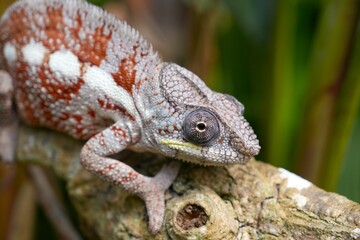 Colorful chameleon resting on a branch in Madagascar forest