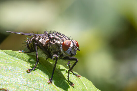 fly of the genus macronychiini perched on the leaf of a tree