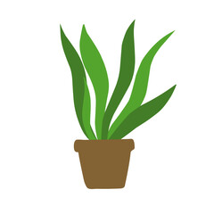 Sansivera Leaf Plant