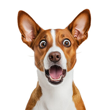 A surprised dog with wide eyes and an open mouth, showcasing an expression of shock or excitement, set against a white isolate background.