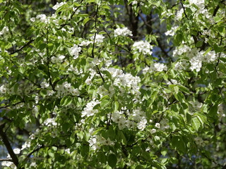 flowers in the forest