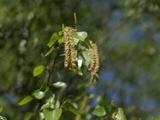 grasshopper on a branch of a tree