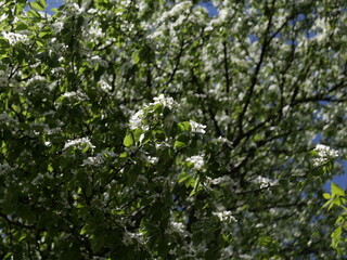 leaves background