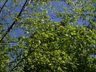 green leaves of blue sky