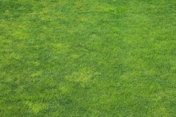 Trimmed green grass background