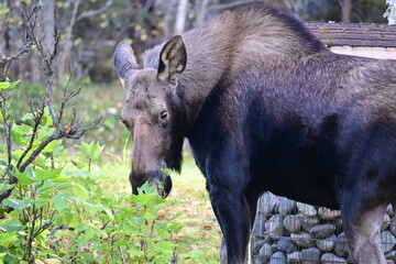 Fototapeta premium Alaskan Moose Enjoying the Leaves