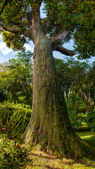 Fototapeta premium Huge trunk of a sequoia tree in the gardens of the Pazo de Oca palace, Galicia.