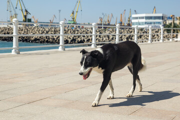 Obraz premium Black and white dog walking on seaside promenade