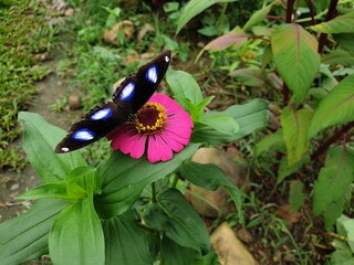 butterfly on flower