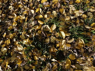 yellow leaves on the ground