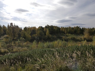 Obraz premium forest in autumn