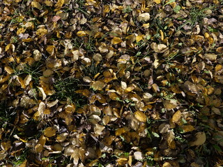 background of fallen leaves