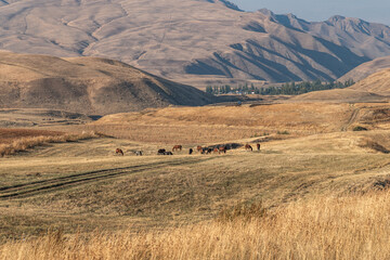 Obraz premium Horses graze in a mountain valley in autumn. Rural idyll of early autumn in the mountains of Kyrgyzstan.