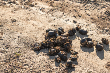 Horse excrement on the ground. Natural organic fertilizer.