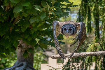 Bubo lacteus Milky eagle owl flying