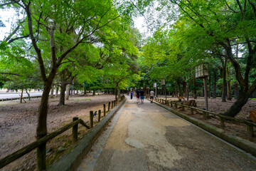 奈良県　奈良公園の風景