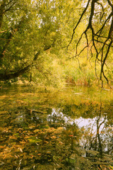 Fototapeta premium pond in the woods