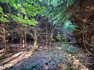 Fototapeta premium Deep in the forest, trees, branches and leaves natural background, in the woods