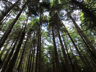 Deep in the forest, trees, branches and leaves natural background, in the woods