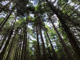 Deep in the forest, trees, branches and leaves natural background, in the woods