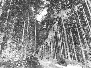 Deep in the forest, trees, branches and leaves natural background, in the woods pencil drawn sketch