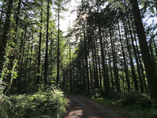 Fototapeta premium Deep in the forest, trees, branches and leaves natural background, in the woods