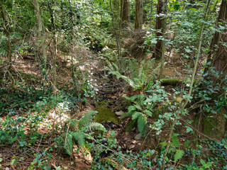 Deep in the forest, trees, branches and leaves natural background, in the woods