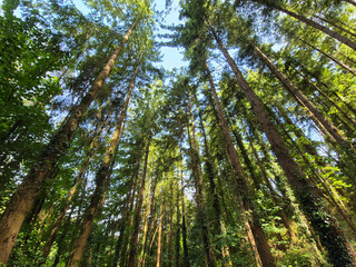 Deep in the forest, trees, branches and leaves natural background, in the woods