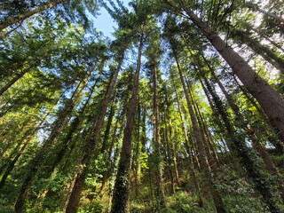 Deep in the forest, trees, branches and leaves natural background, in the woods