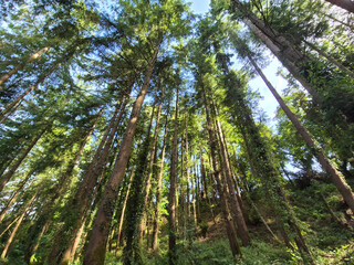 Deep in the forest, trees, branches and leaves natural background, in the woods