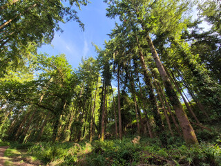 Deep in the forest, trees, branches and leaves natural background, in the woods