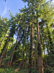Deep in the forest, trees, branches and leaves natural background, in the woods
