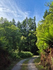 Deep in the forest, trees, branches and leaves natural background, in the woods