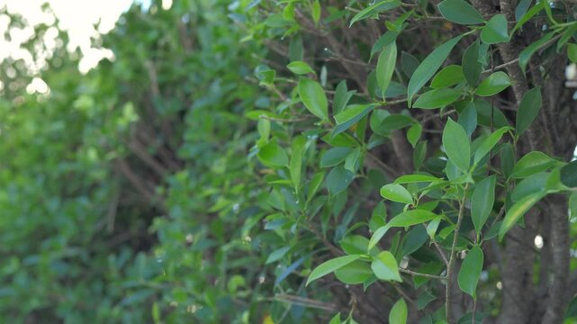 The people using large scissors to cutting the plant to prunning the garden