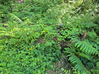 Fototapeta premium Deep in the forest, trees, branches and leaves natural background, in the woods