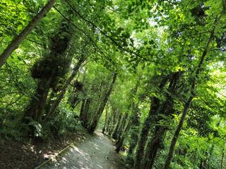 Deep in the forest, trees, branches and leaves natural background, in the woods