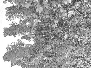 Deep in the forest, trees, branches and leaves natural background, in the woods pencil drawn sketch