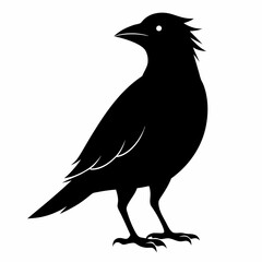 Fototapeta premium crow on white background