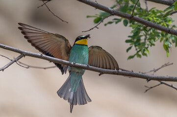 Bienenfresser bird animal wildlife animal themes animal wildlife Tree branch Nature beauty in Nature Plant bee eater Beak tourism animal body part perching one animal tropical bird wilderness outdoors