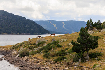 chevaux sur les bords du lac des Bouillouses