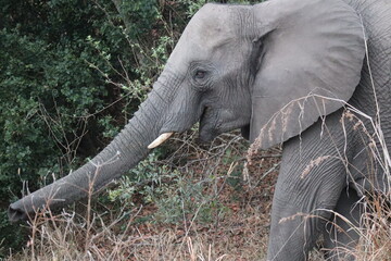 The African bush elephant, Loxodonta africana, also known as the African savanna elephant. Kruger...