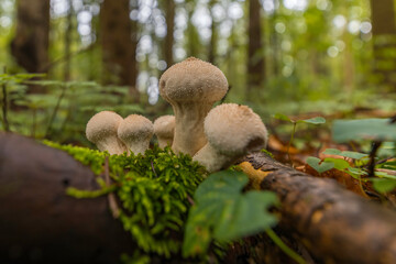Aufnahme von ess und nicht essbaren Pilzen im Wald mit moosigen Boden