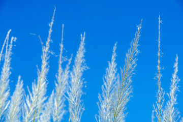 Obraz premium Tall Grass Against Bright Blue Sky