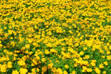 Vibrant Yellow Flower Field in Full Bloom
