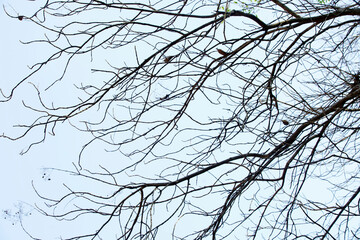 Bare Tree Branches Silhouetted Against Sky