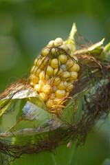 Ripe corn on the cob ready for harvesting, delicious corn can be harvested, corncob