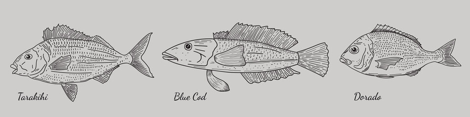 Vector set of ocean fish. Tarakihi, Dorado, Blue Cod