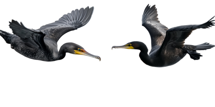 A cormorant isolated on transparent PNG.