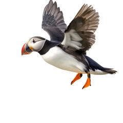 A puffin isolated on transparent PNG.