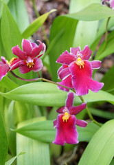 pinkfarbene Blüten der Orchidee mit hellgrünen Blättern, Miltonia Klara, Pflanze aus Brasilien